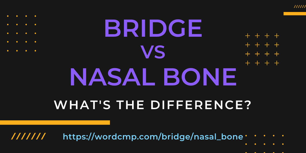 Difference between bridge and nasal bone