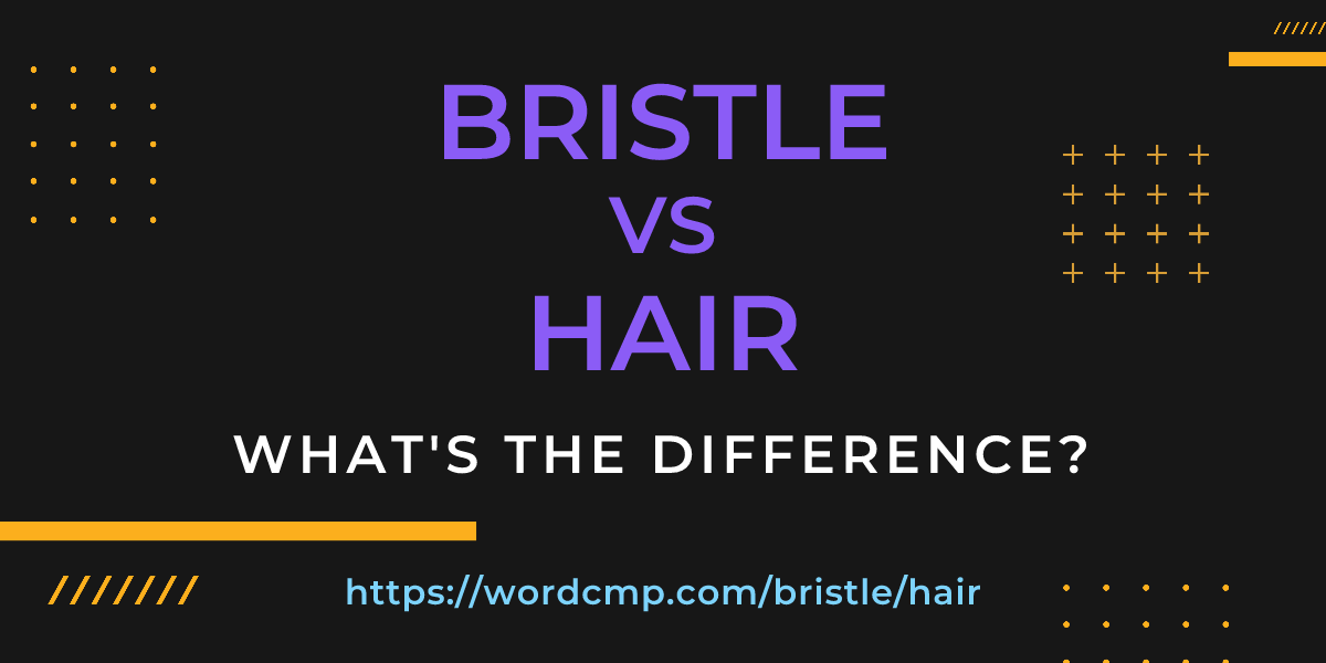Difference between bristle and hair