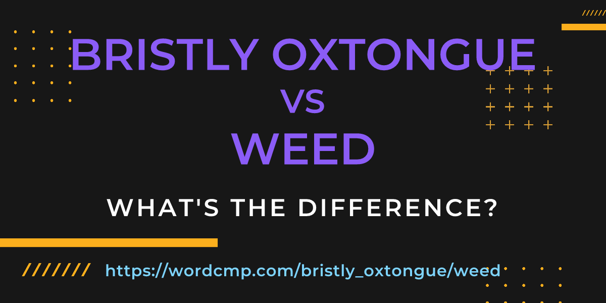 Difference between bristly oxtongue and weed