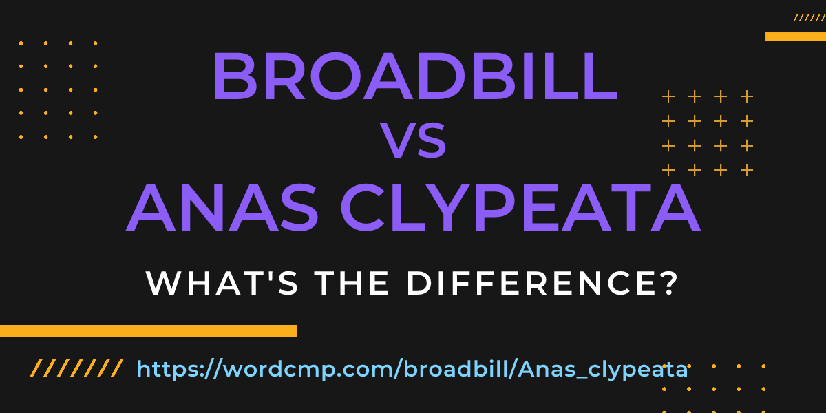 Difference between broadbill and Anas clypeata