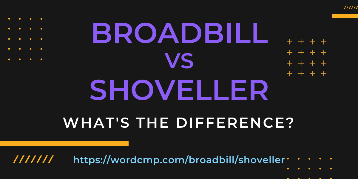 Difference between broadbill and shoveller