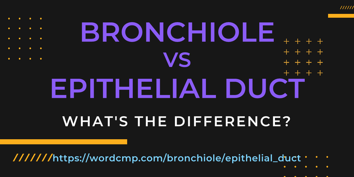Difference between bronchiole and epithelial duct