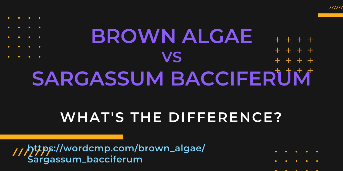 Difference between brown algae and Sargassum bacciferum