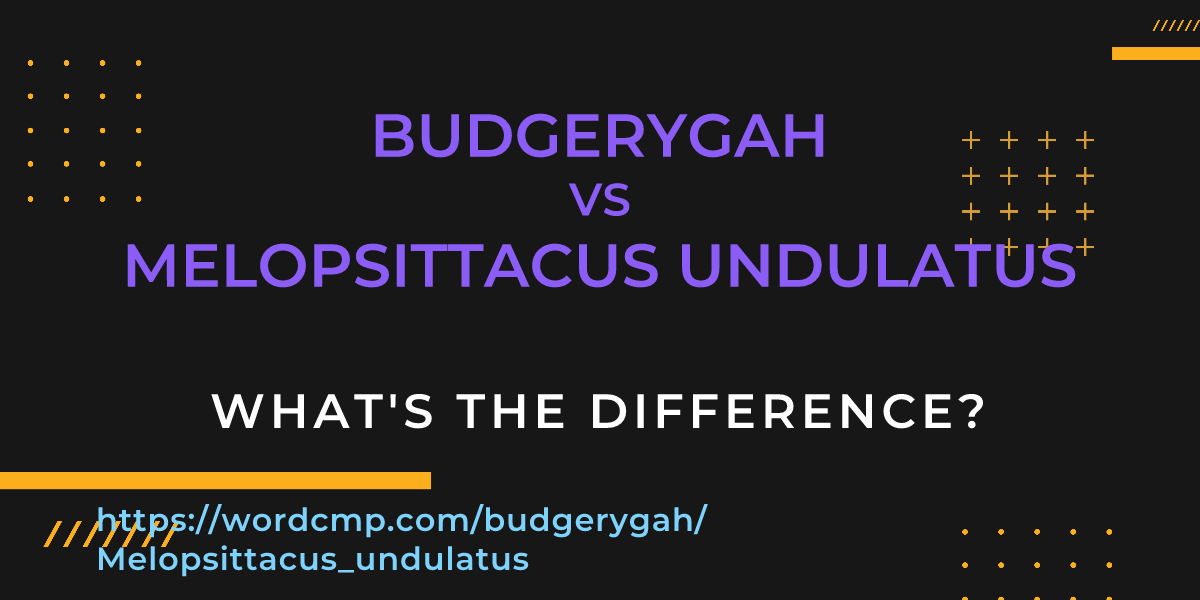 Difference between budgerygah and Melopsittacus undulatus
