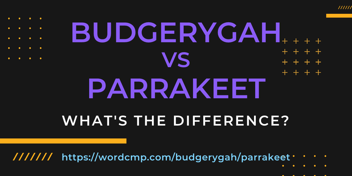 Difference between budgerygah and parrakeet