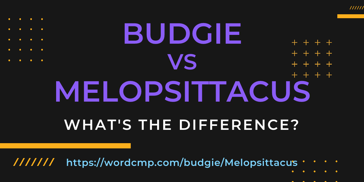 Difference between budgie and Melopsittacus