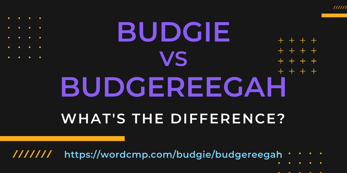 Difference between budgie and budgereegah