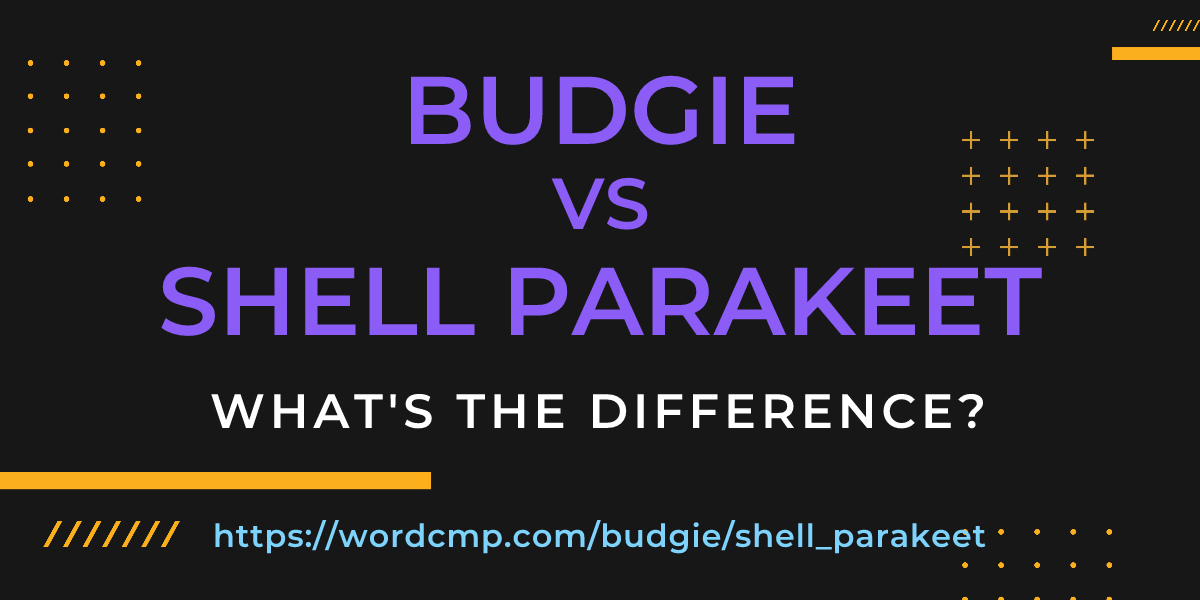Difference between budgie and shell parakeet
