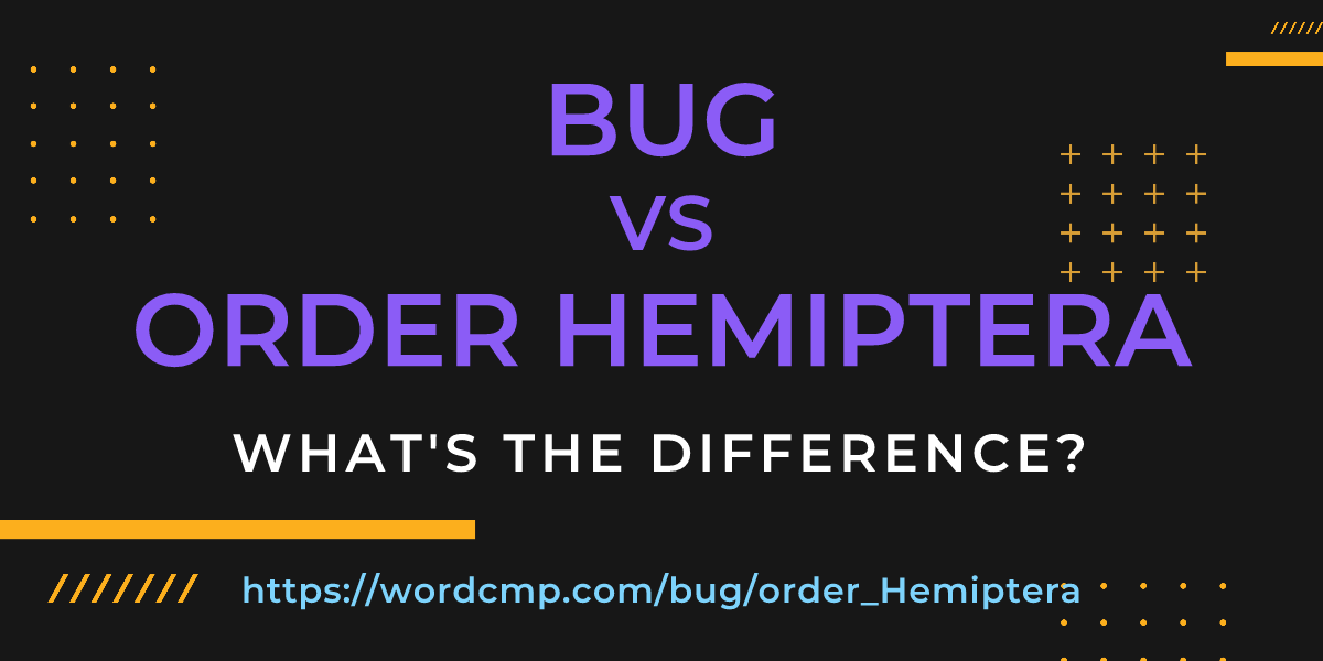 Difference between bug and order Hemiptera