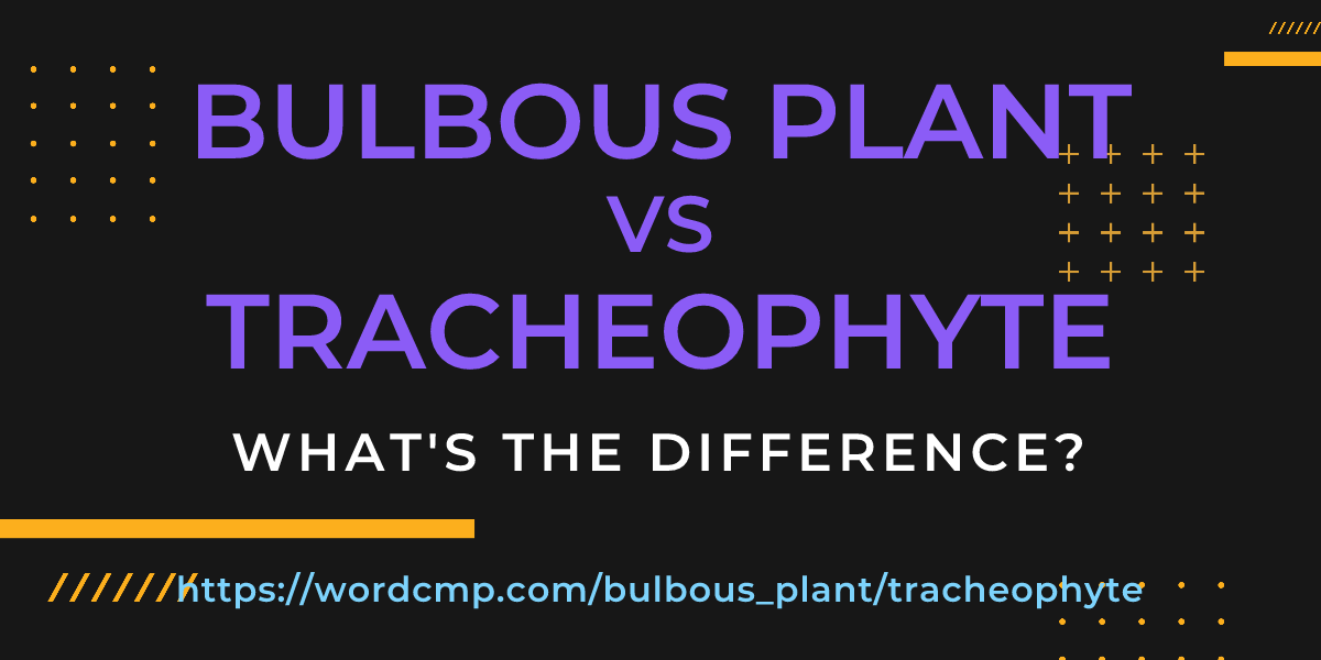 Difference between bulbous plant and tracheophyte