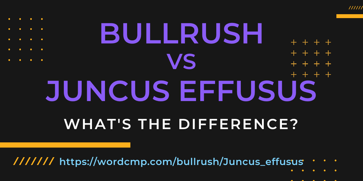 Difference between bullrush and Juncus effusus