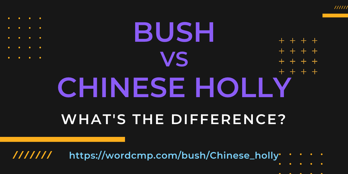 Difference between bush and Chinese holly