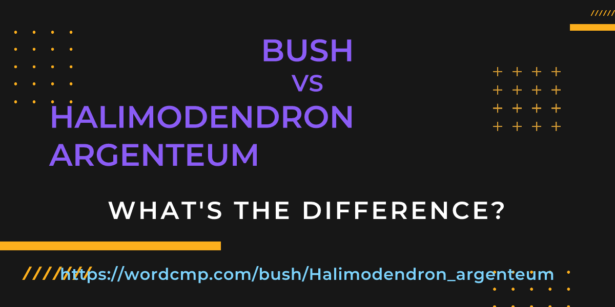 Difference between bush and Halimodendron argenteum