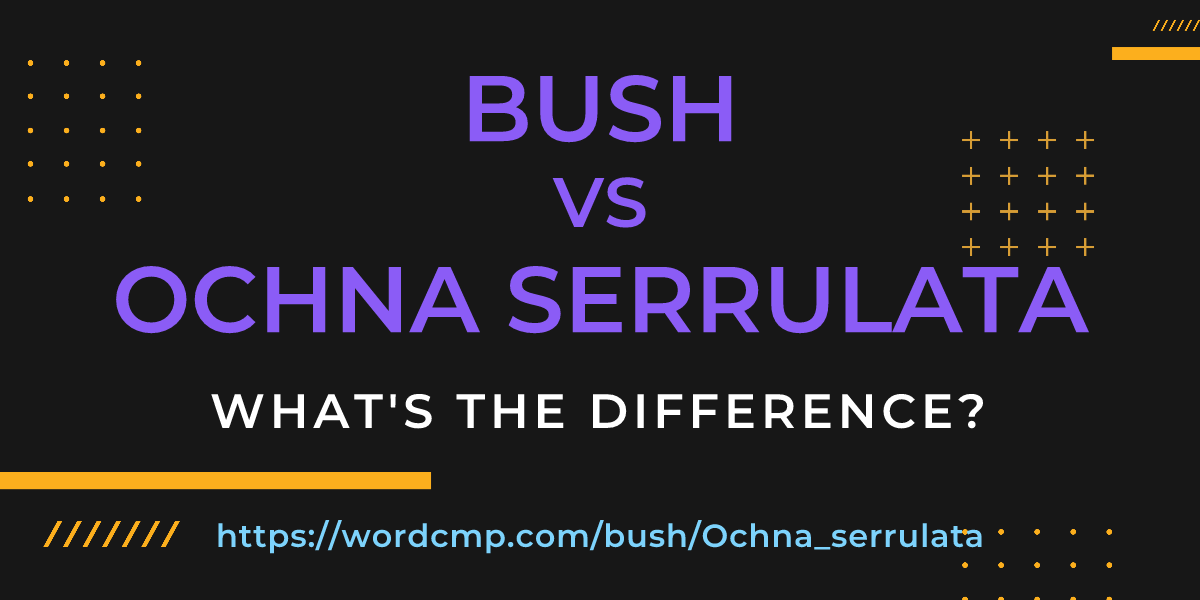 Difference between bush and Ochna serrulata