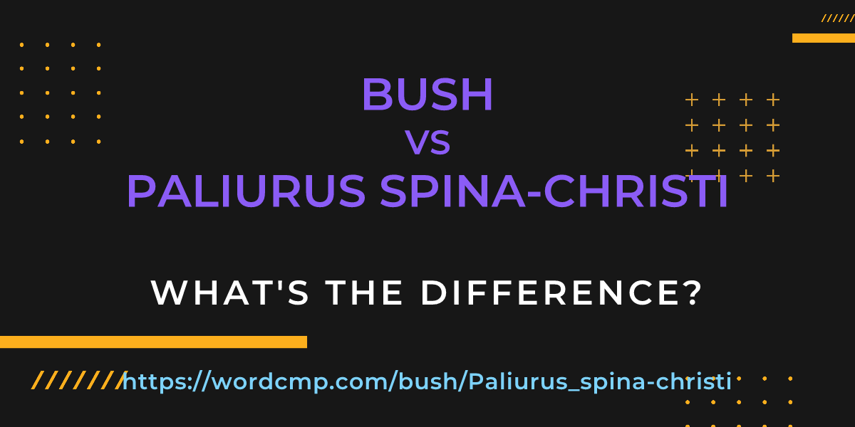 Difference between bush and Paliurus spina-christi