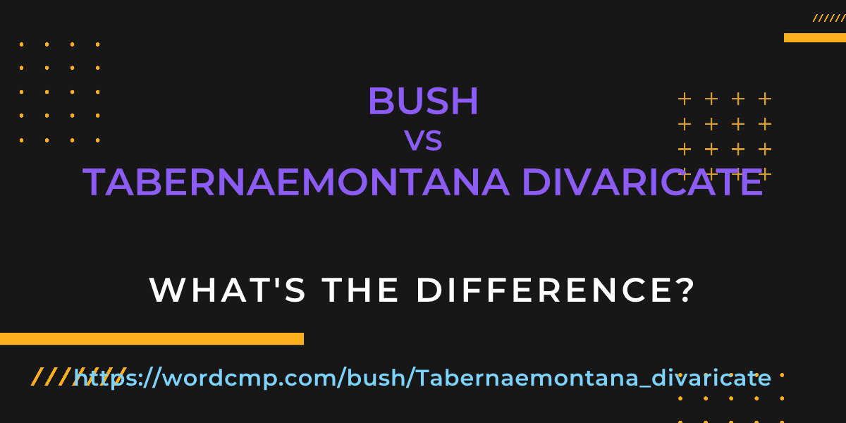 Difference between bush and Tabernaemontana divaricate