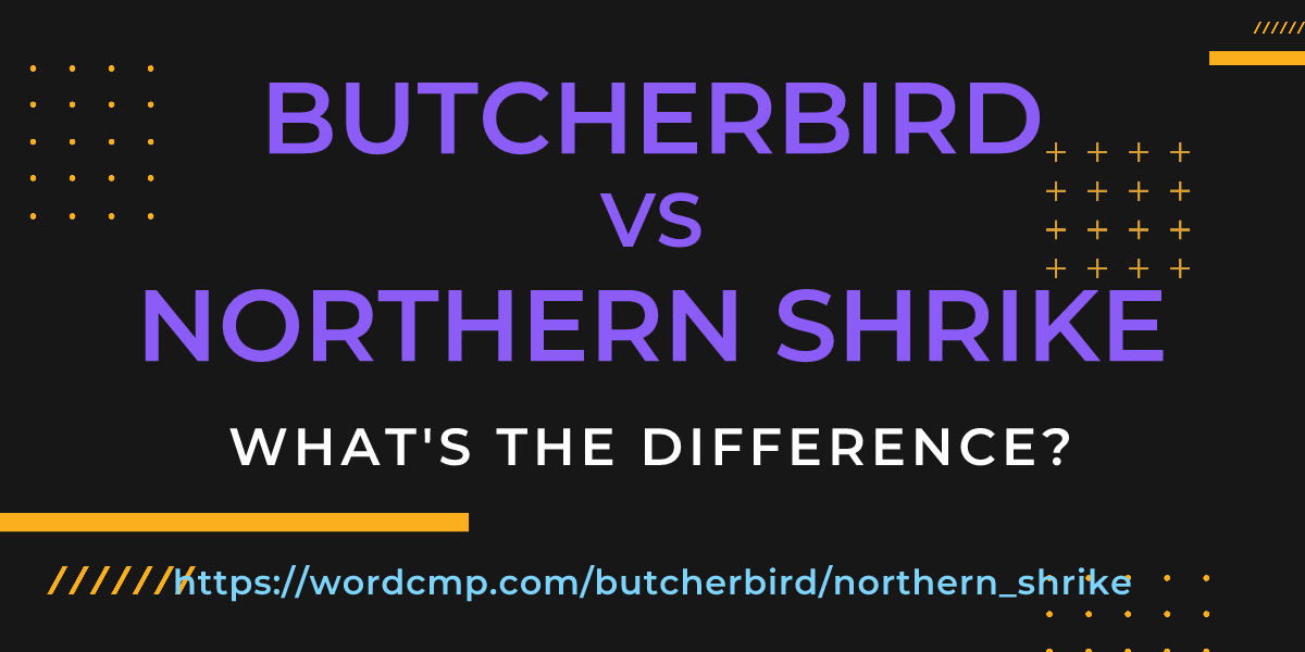 Difference between butcherbird and northern shrike