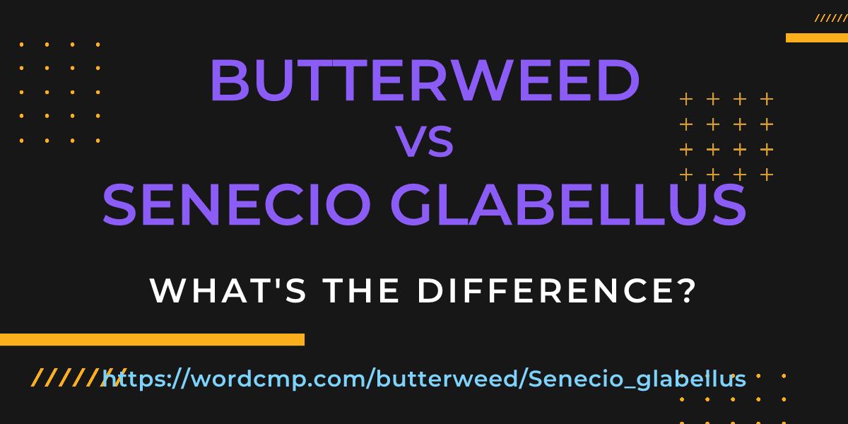 Difference between butterweed and Senecio glabellus