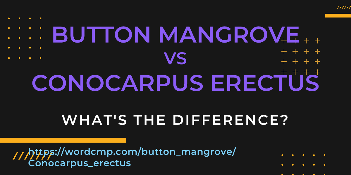 Difference between button mangrove and Conocarpus erectus