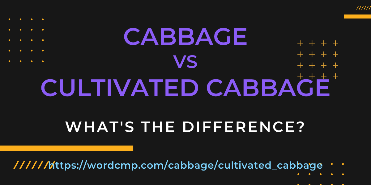Difference between cabbage and cultivated cabbage