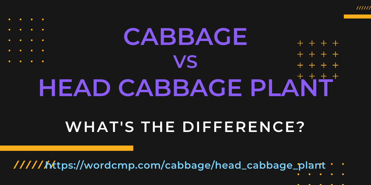 Difference between cabbage and head cabbage plant