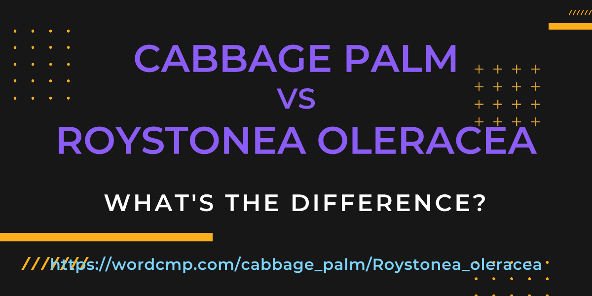 Difference between cabbage palm and Roystonea oleracea