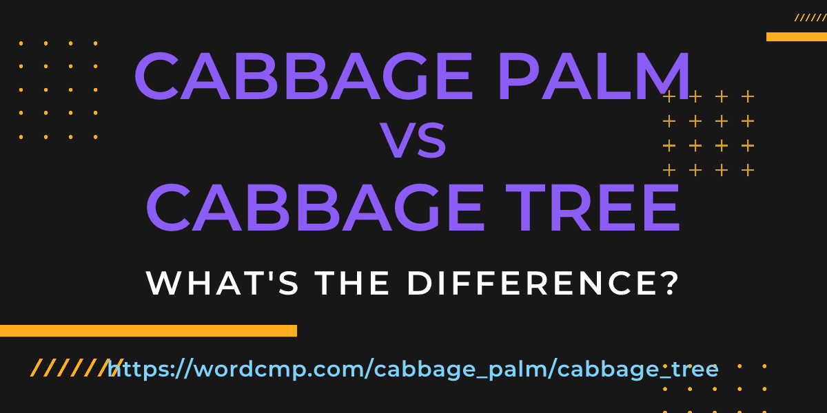 Difference between cabbage palm and cabbage tree