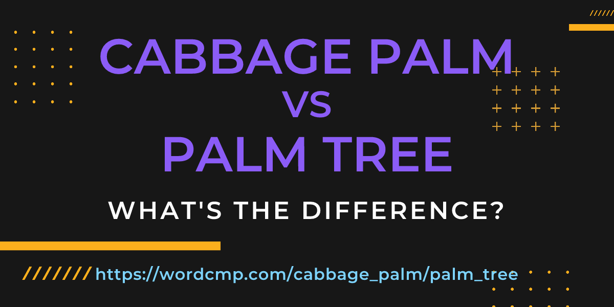 Difference between cabbage palm and palm tree