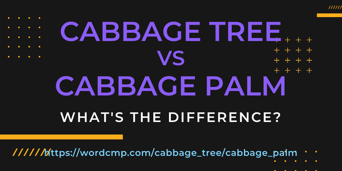 Difference between cabbage tree and cabbage palm