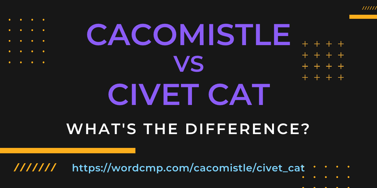 Difference between cacomistle and civet cat
