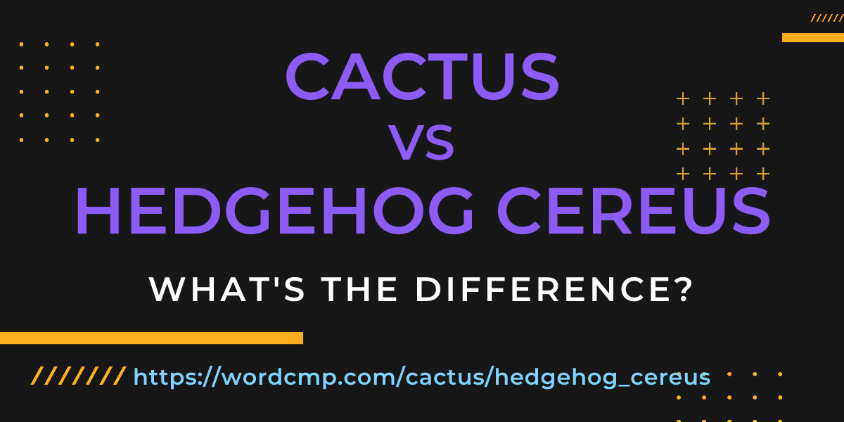 Difference between cactus and hedgehog cereus