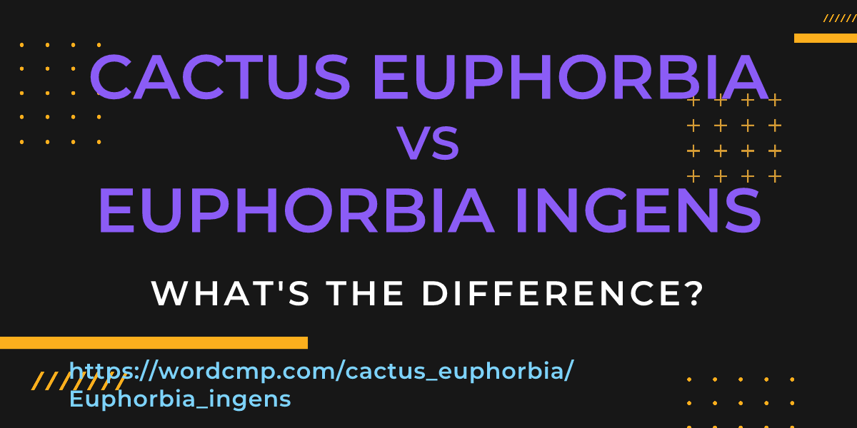 Difference between cactus euphorbia and Euphorbia ingens
