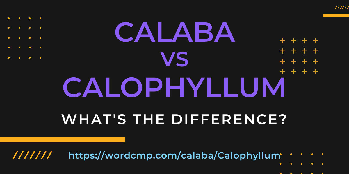 Difference between calaba and Calophyllum