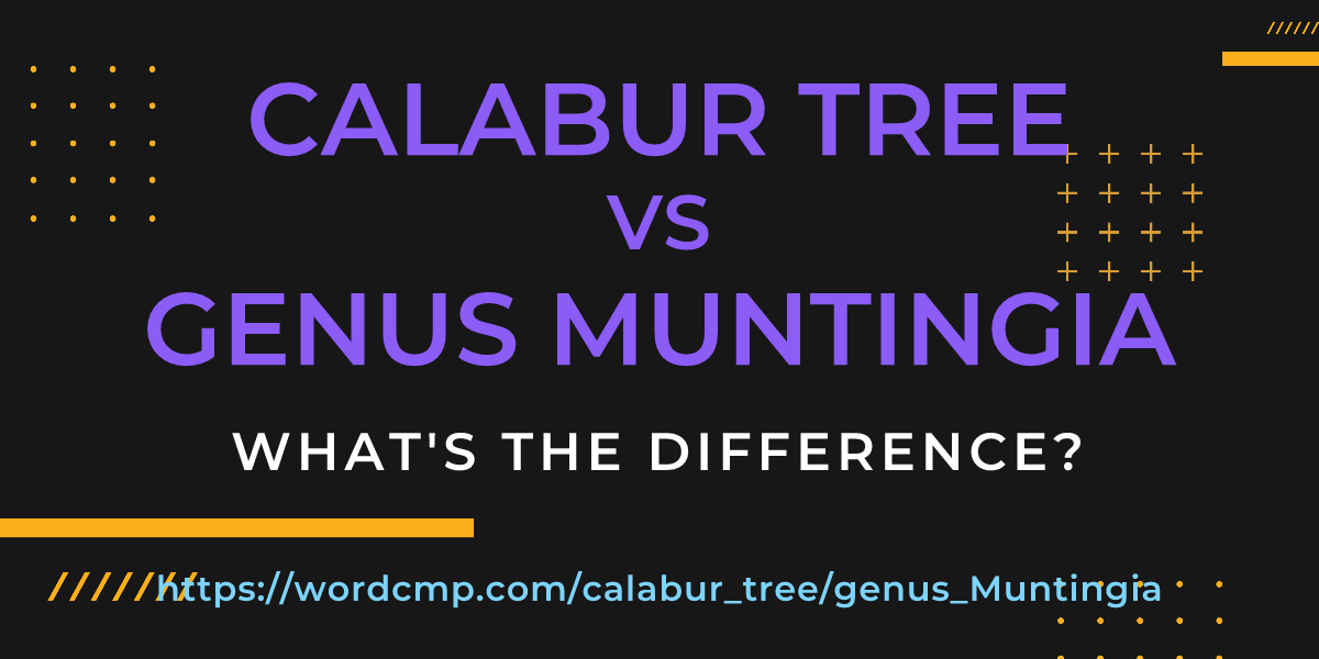Difference between calabur tree and genus Muntingia