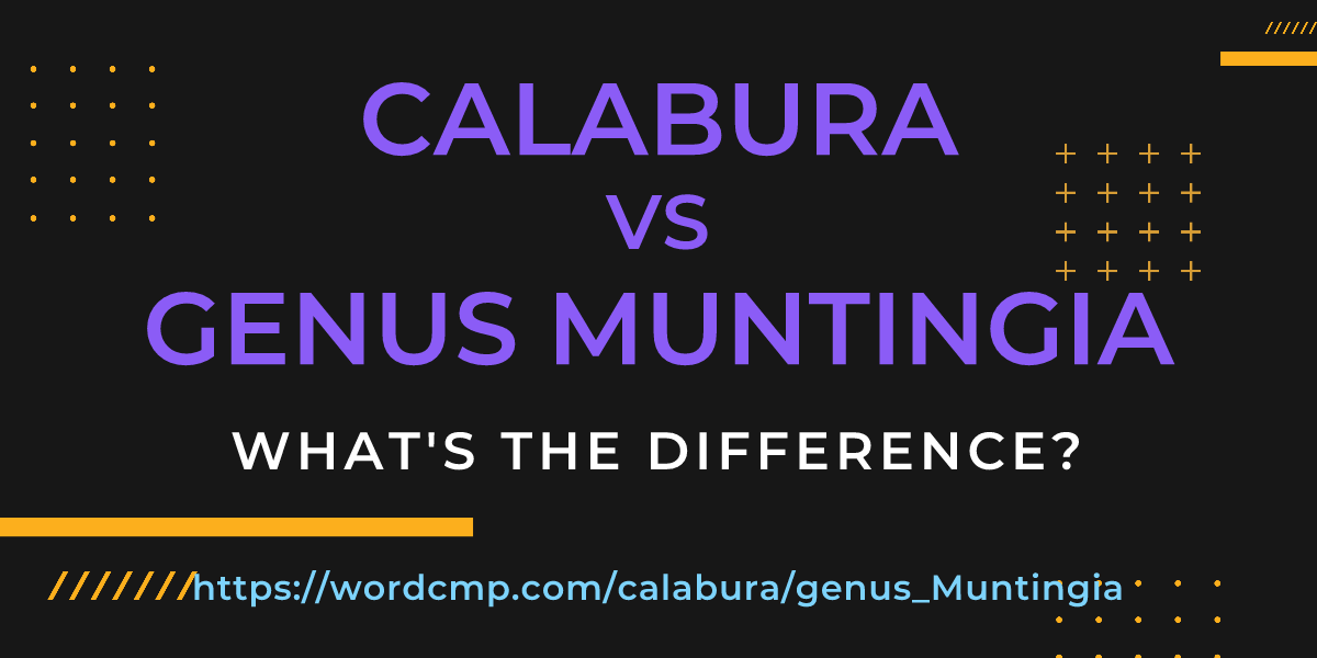 Difference between calabura and genus Muntingia