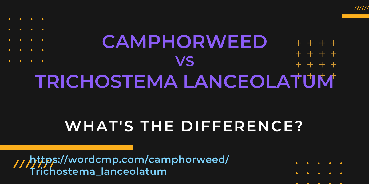 Difference between camphorweed and Trichostema lanceolatum