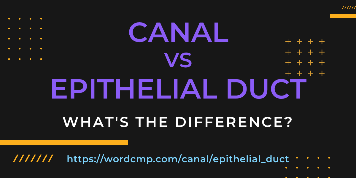 Difference between canal and epithelial duct