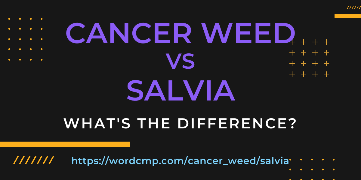 Difference between cancer weed and salvia
