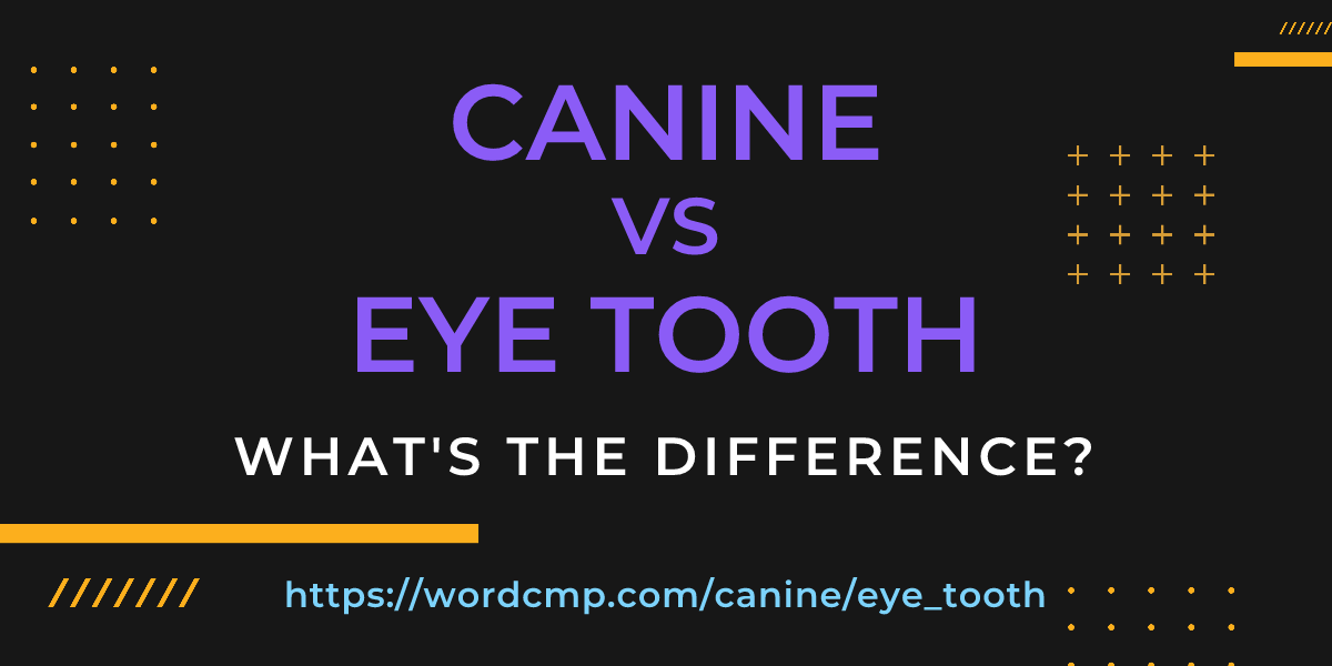 Difference between canine and eye tooth
