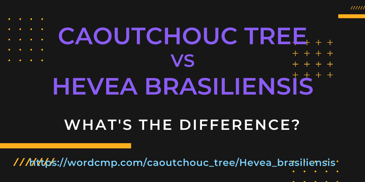 Difference between caoutchouc tree and Hevea brasiliensis