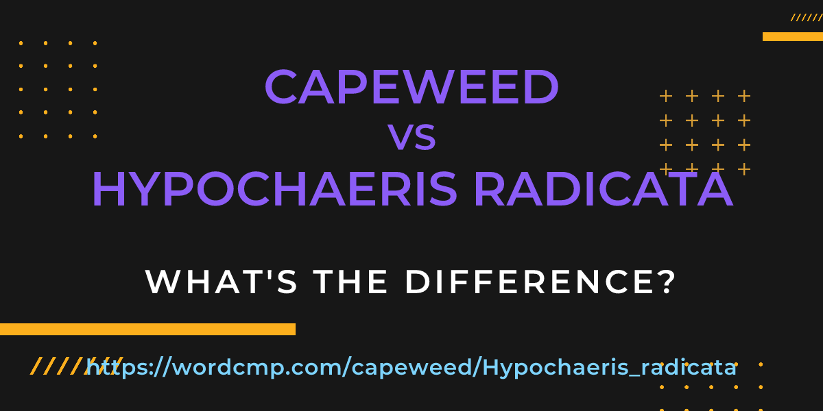 Difference between capeweed and Hypochaeris radicata