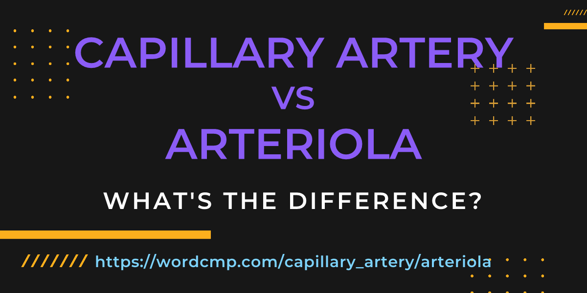 Difference between capillary artery and arteriola