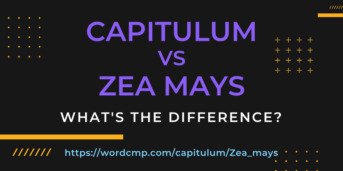 Difference between capitulum and Zea mays