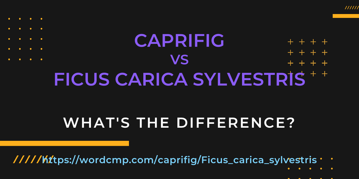 Difference between caprifig and Ficus carica sylvestris
