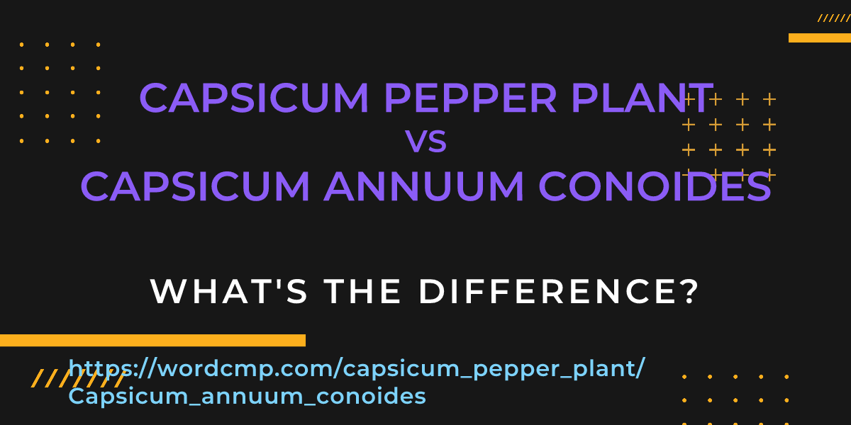 Difference between capsicum pepper plant and Capsicum annuum conoides