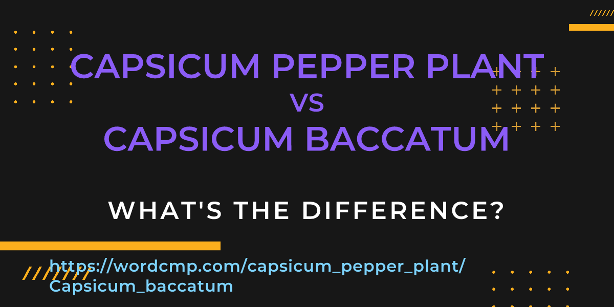 Difference between capsicum pepper plant and Capsicum baccatum