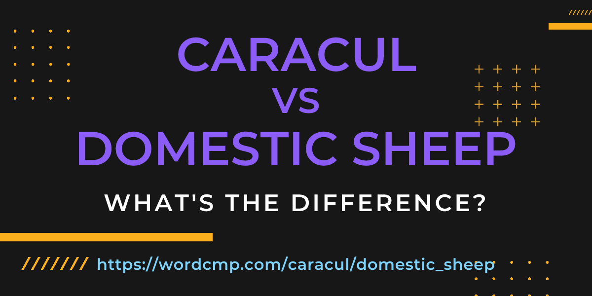 Difference between caracul and domestic sheep