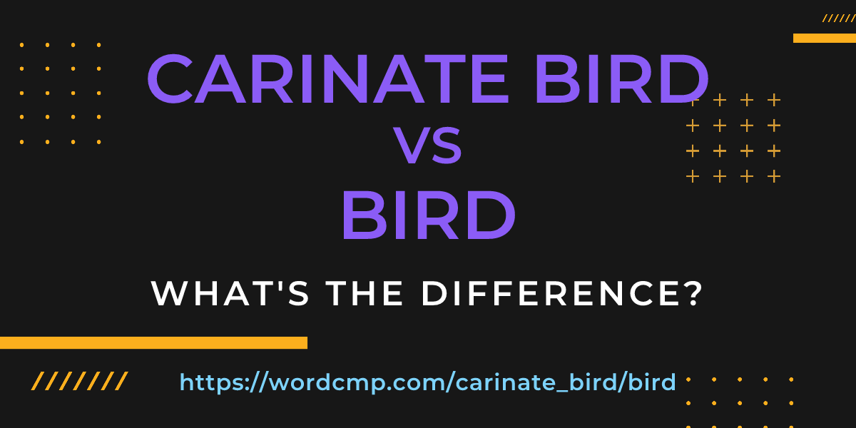 Difference between carinate bird and bird