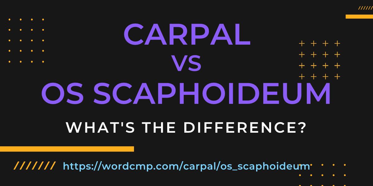 Difference between carpal and os scaphoideum