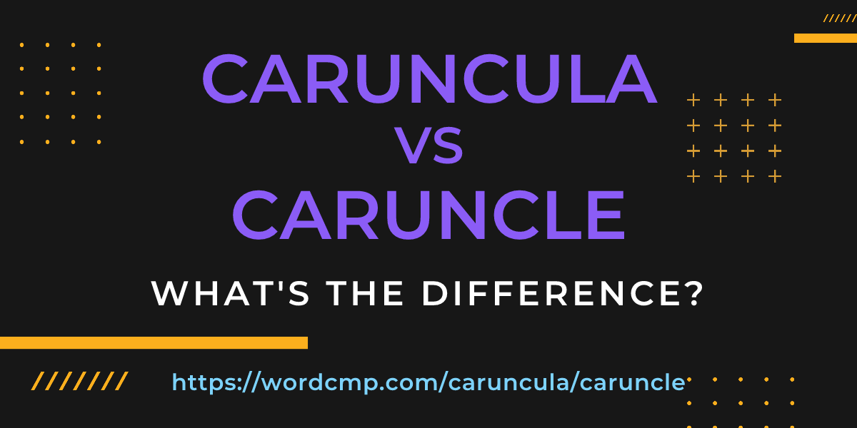 Difference between caruncula and caruncle